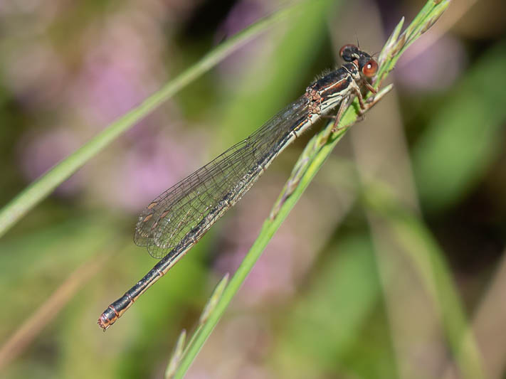 Ceriagrion tenellum melanogastrum female (3 of 3).jpg